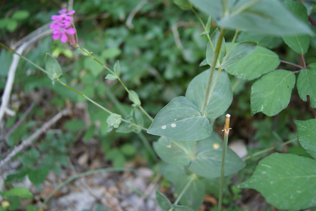 Silene armeria / Silene a mazzetti
